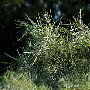 Salix elaeagnos'Angustifolia'