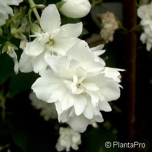 Philadelphus (Virginalis-Gruppe)'Schneesturm'