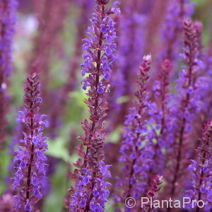 Salvia nemorosa'Caradonna'