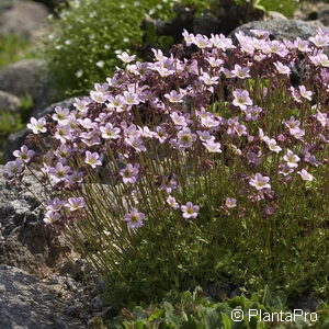 Saxifraga (Arendsii-Gruppe)weiss