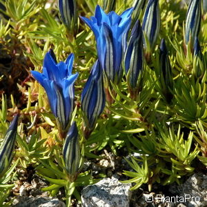 Gentiana sino-ornata