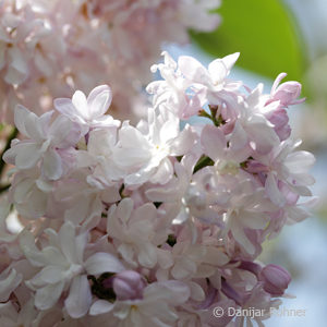 Syringa vulgaris'Michel Buchner'