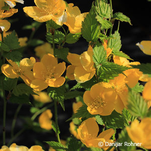 Kerria japonica