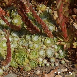 Sempervivumsilbrig