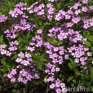 Saponaria ocymoides'Splendens'