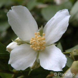 Philadelphus (Lemoinei-Gruppe)'Lemoinei'