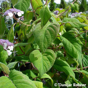 Hydrangea aspera'Macrophylla'