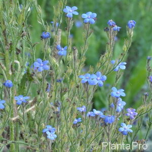 Anchusa azurea'Loddon Royalist'