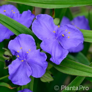 Tradescantia (Andersoniana-Gruppe)'Leonora'