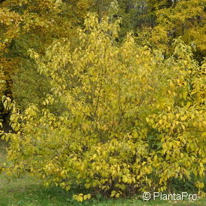 Viburnum plicatum