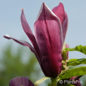 Magnolia liliiflora'Nigra'