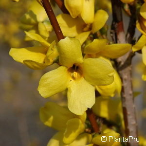 Forsythia intermedia (x)'Weekend' ('Courtalyn')