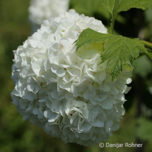 Viburnum opulus'Roseum'