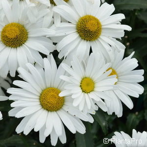 Leucanthemum (Superbum-Gruppe)weiss Zwergform