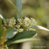 Olea europaea