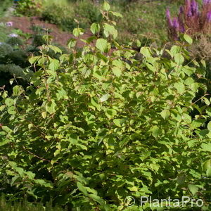 Cornus sanguinea'Midwinter Fire'