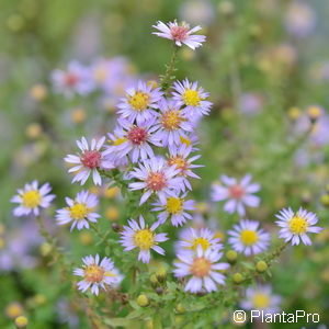 Aster ericoides'Blue Star'