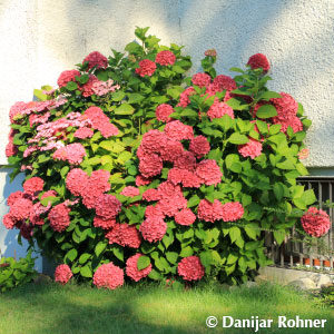 Hydrangea macrophyllaBall rot