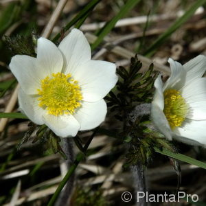 Pulsatilla vulgaris'Alba'