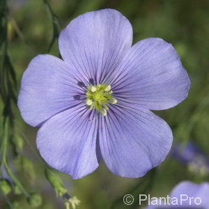 Linum perenne'Saphir'