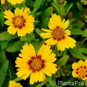 Coreopsis lanceolata'Sterntaler'