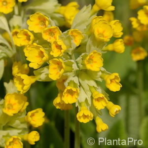 Primula veris