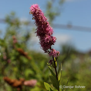 Spiraea billiardii (x)'Triumphans'