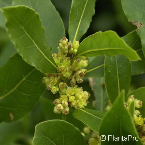 Laurus nobilis