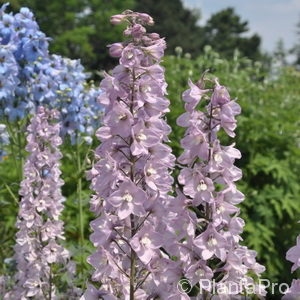 Delphinium (Pacific-Gruppe)rosa