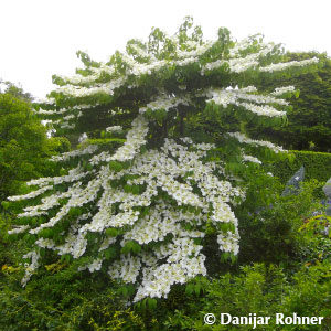 Viburnum plicatum'Cascade'