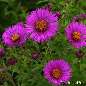 Aster novae-angliaerot