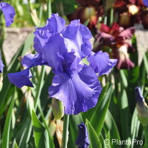 Iris (Germanica-Gruppe)blau