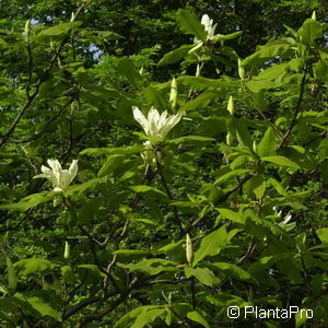 Magnolia tripetala