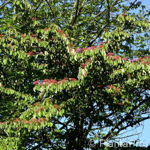 Cornus controversa