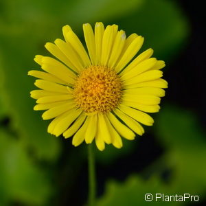 Doronicum orientale'Little Leo'