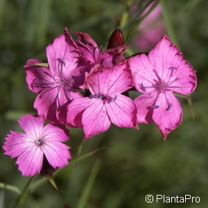 Dianthus carthusianorum