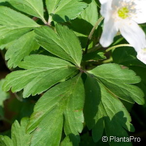 Anemone nemorosa