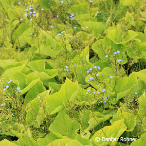 Brunnera macrophylla