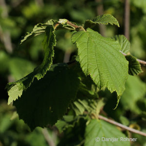 Corylus avellana