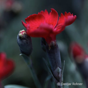 Dianthus gratianopolitanusrot