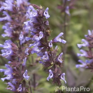 Salvia officinalis'Purpurascens'