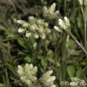 Antennaria dioicavar. borealis