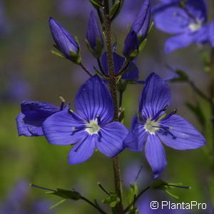 Veronica austriaca'Königsblau'