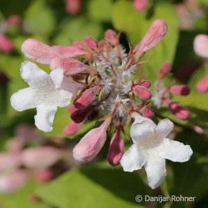 Kolkwitzia amabilis