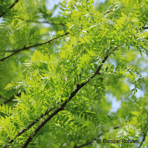 Gleditsia triacanthos'Skyline'