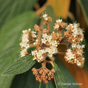 Viburnum rhytidophyllum