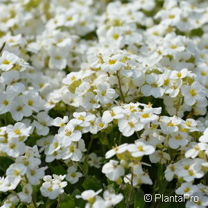 Arabis caucasicaweiss