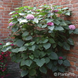 Clerodendrum bungei