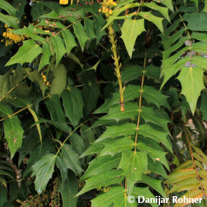 Mahonia media (x)'Winter Sun'