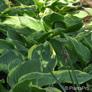 Hosta fortunei (x)'Aureomarginata'